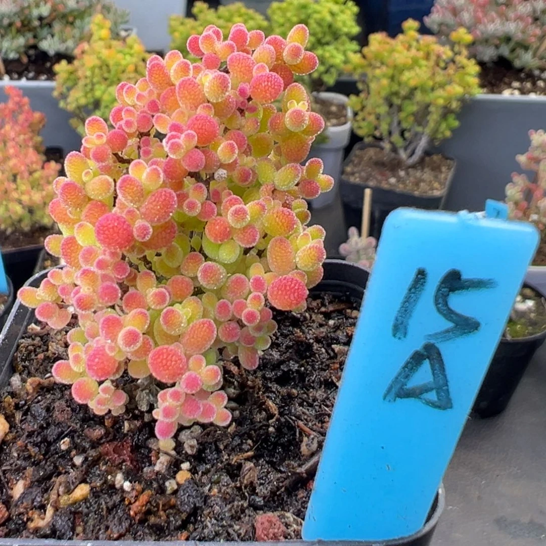 精控蜜橘糖球15号