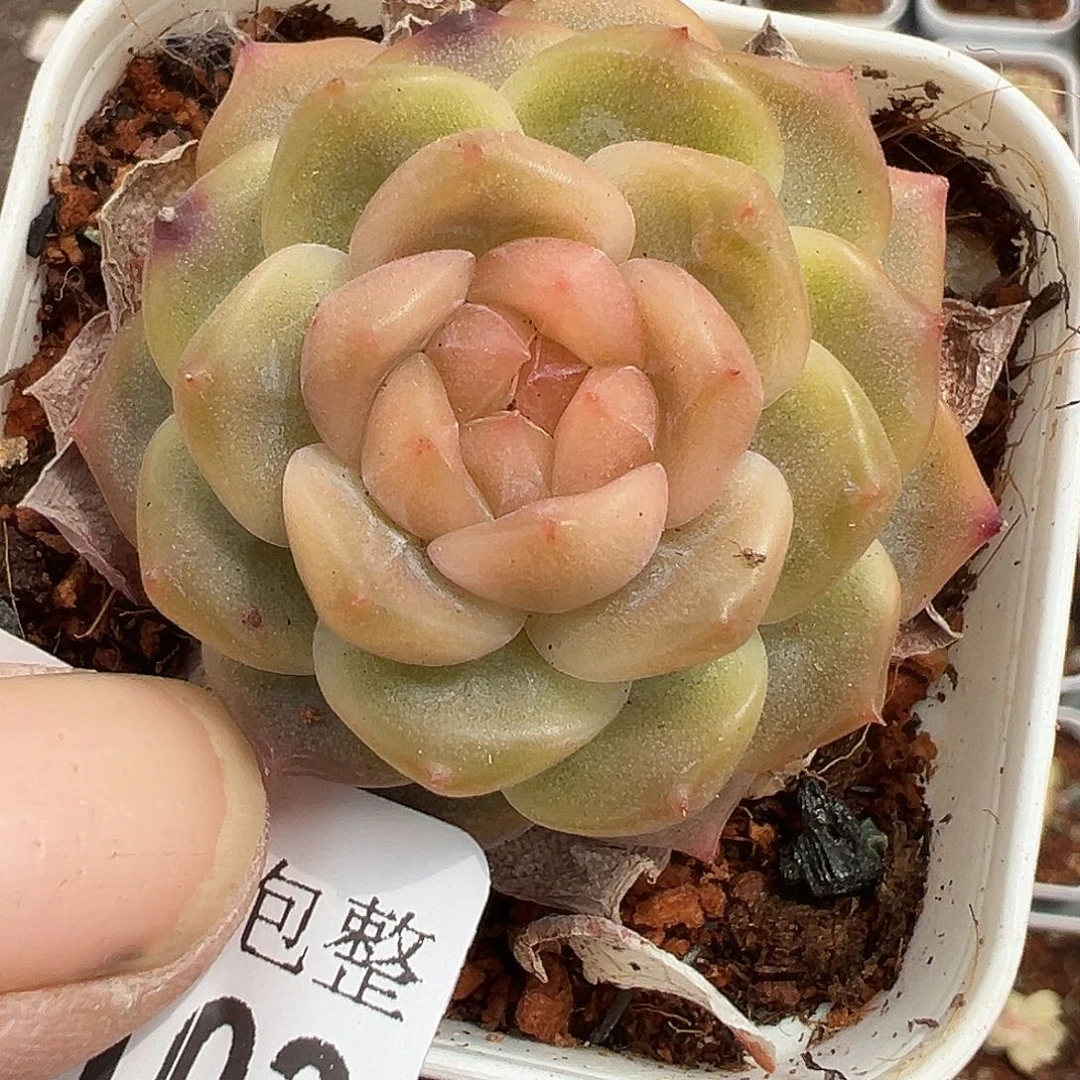 小卡拉米糖心一物一拍12-103