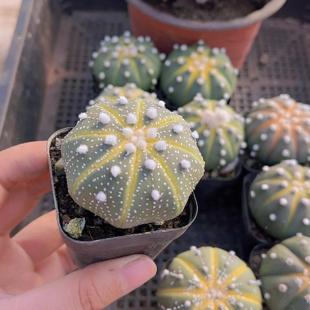 当***我西瓜球多肉植物