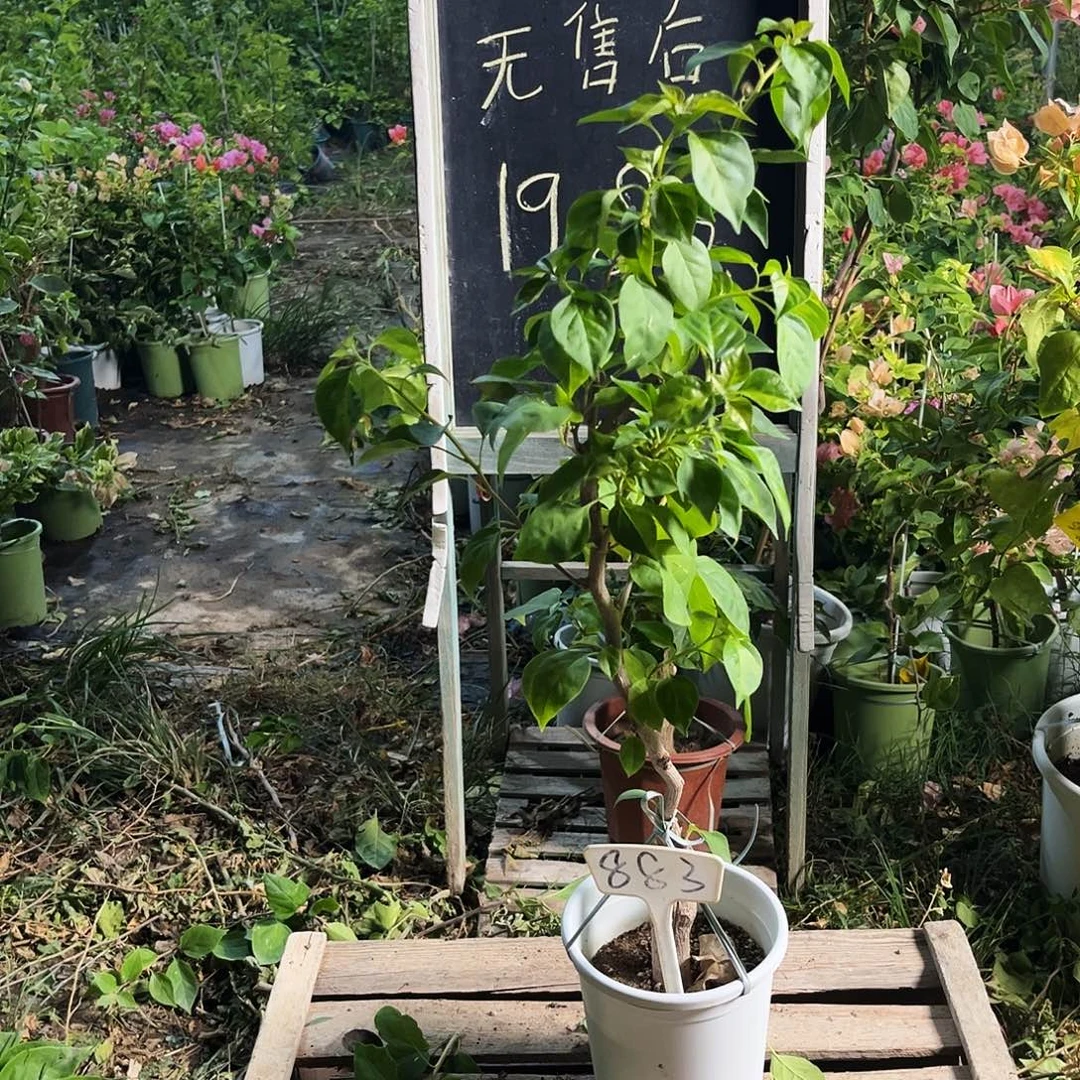 完全开放三角梅三角梅883