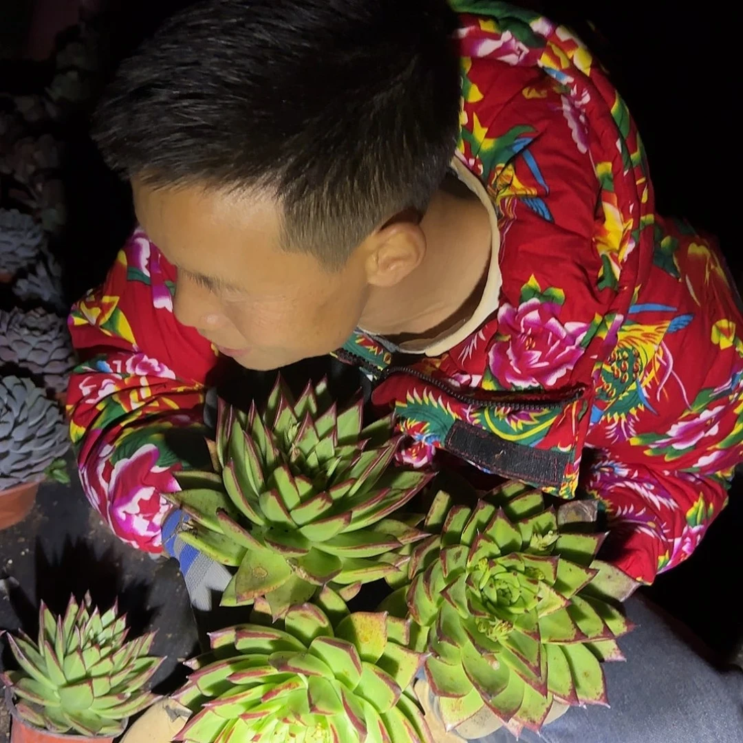 盆栽口红多肉多肉3棵