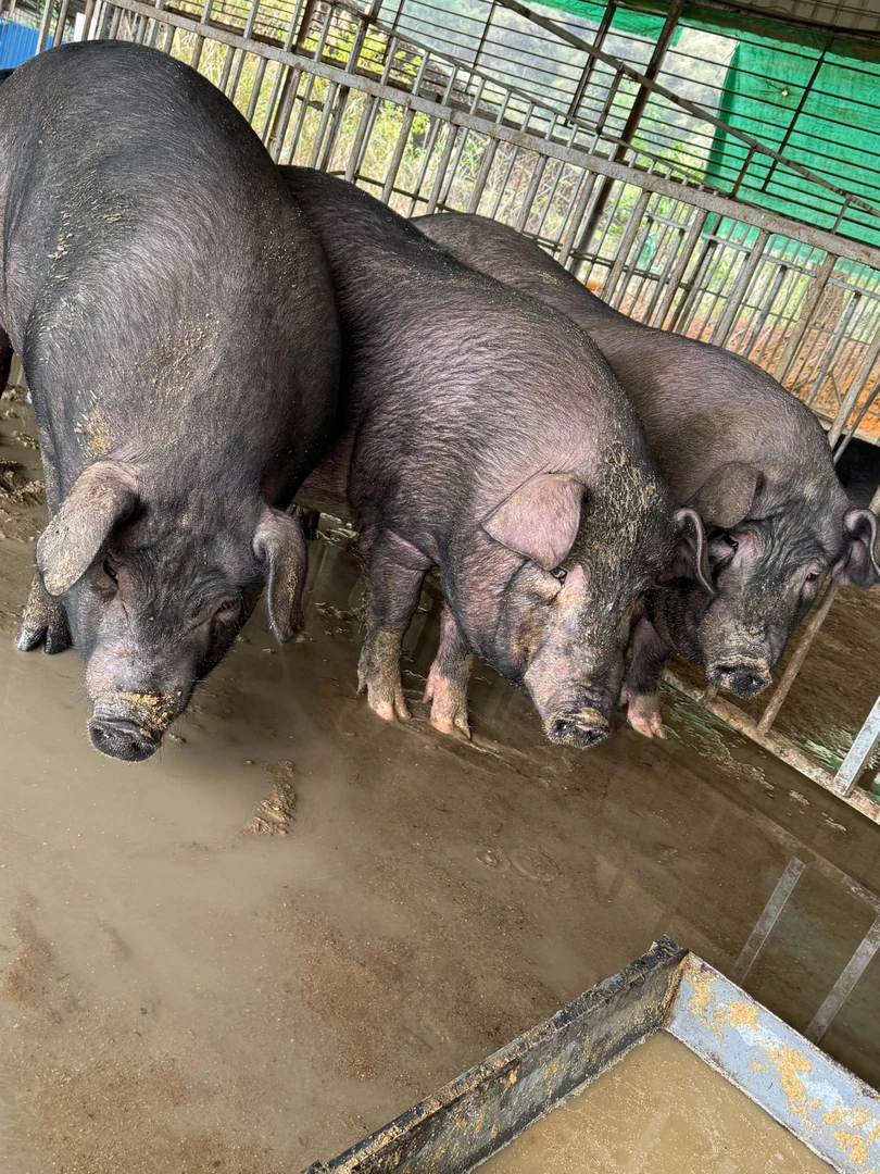 【上称改价】农村熟食散养大土猪顺丰包邮