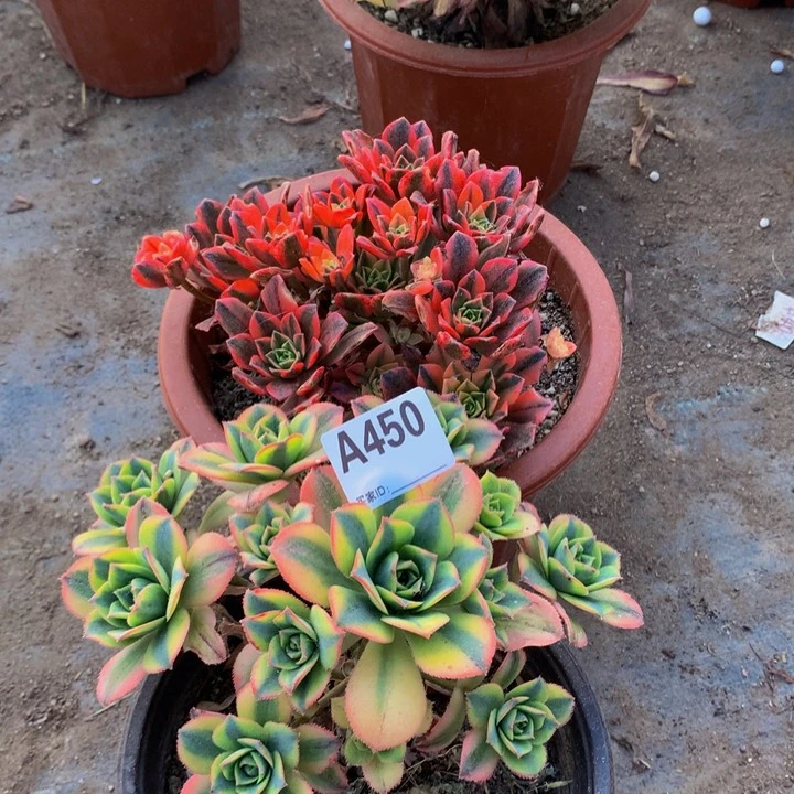 450甜茶星爆组合