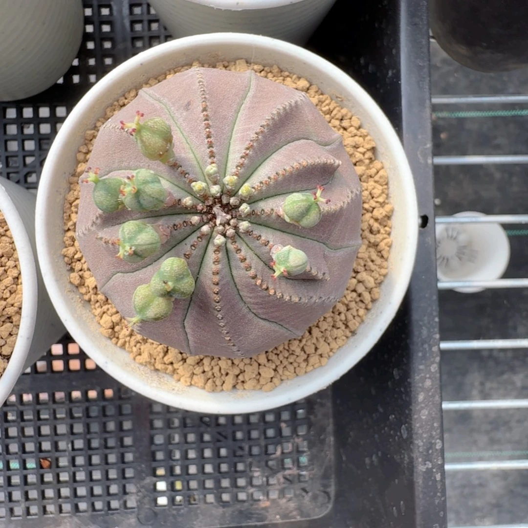 布****?实生布纹球一颗带盆发货