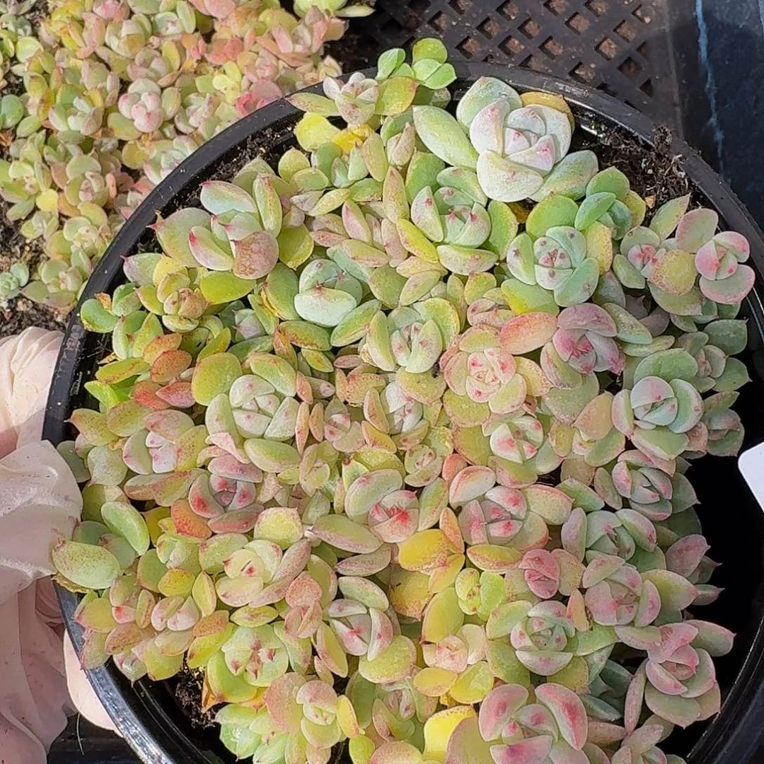 多肉植物多肉植物639