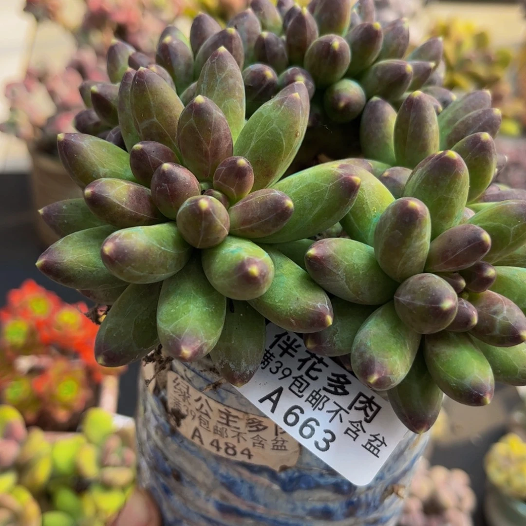 663/10cm香蕉树缀多肉