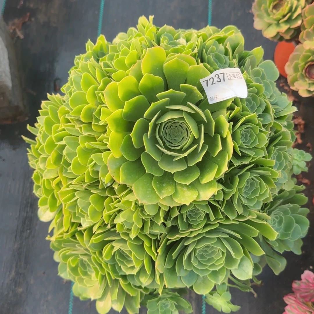 薇***铺7237绿杨蓉多肉多肉