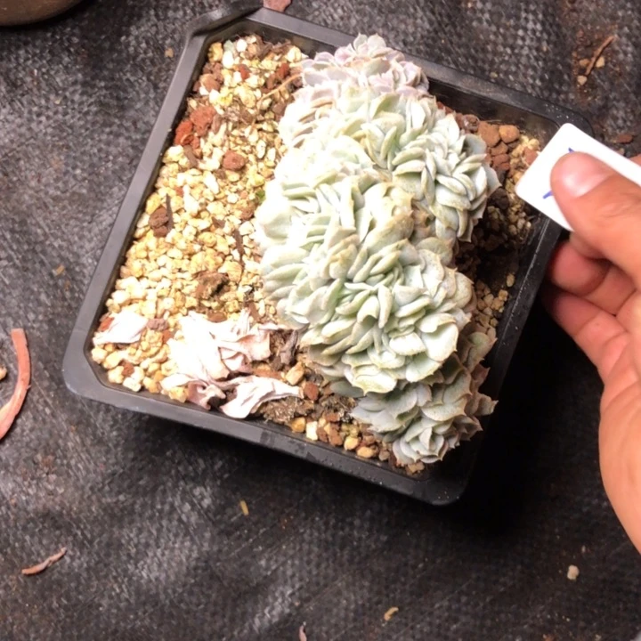 厚*72///////////////