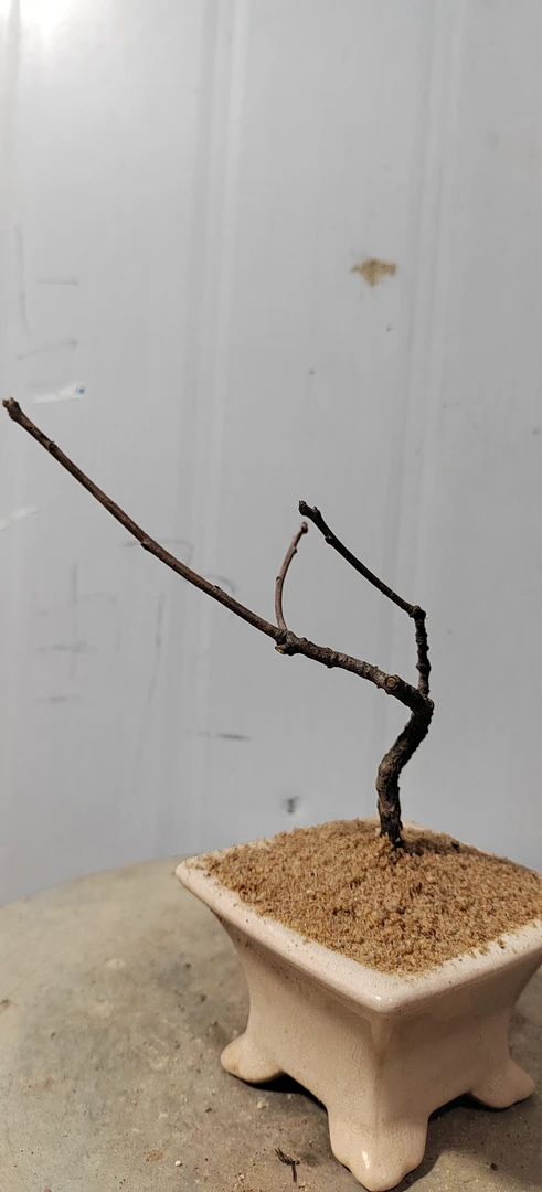 黄栌坨坨盆景（包邮）黄栌盆景黄栌盆栽黄栌树黄栌木黄栌老桩