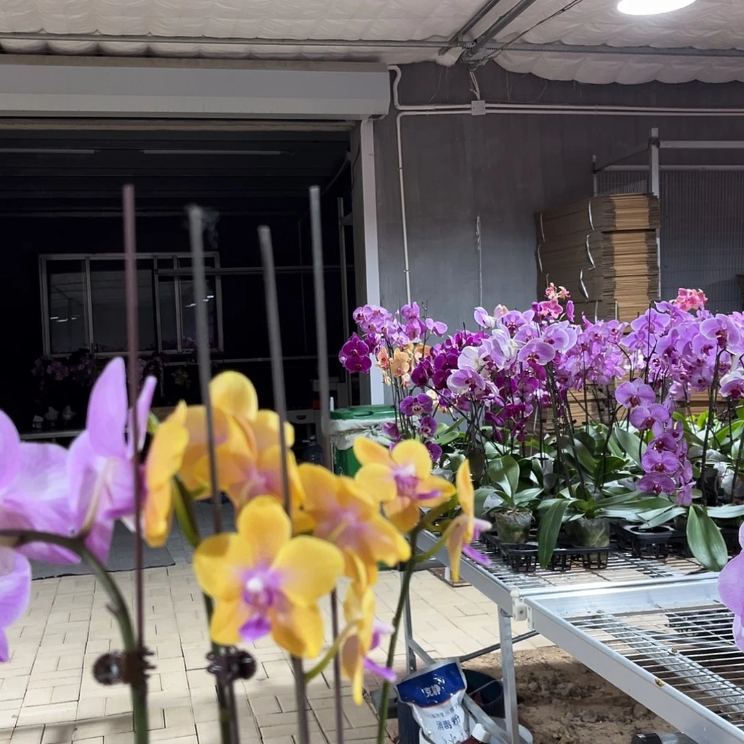 紫***藤完全开放蝴蝶兰。不售后