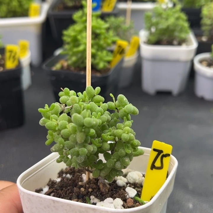 75号蜜橘一物一拍