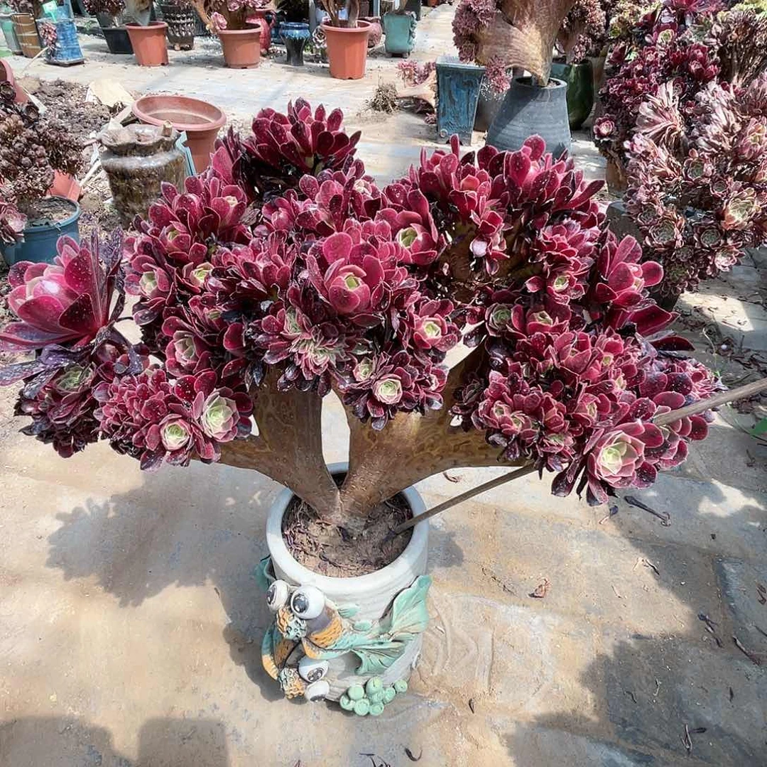 【闪购商品】全部花朵美杜莎
