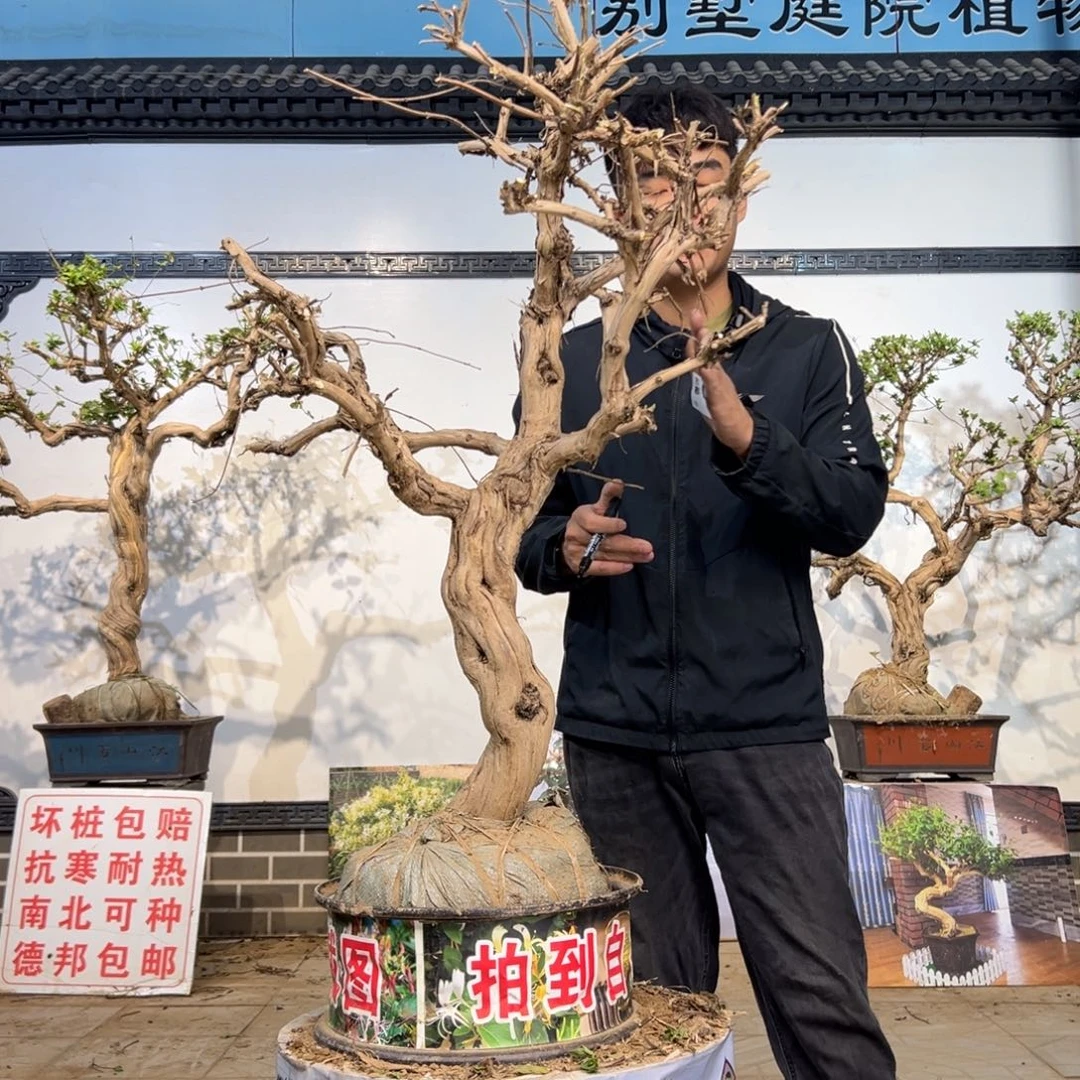 无花朵金银花开花15523659