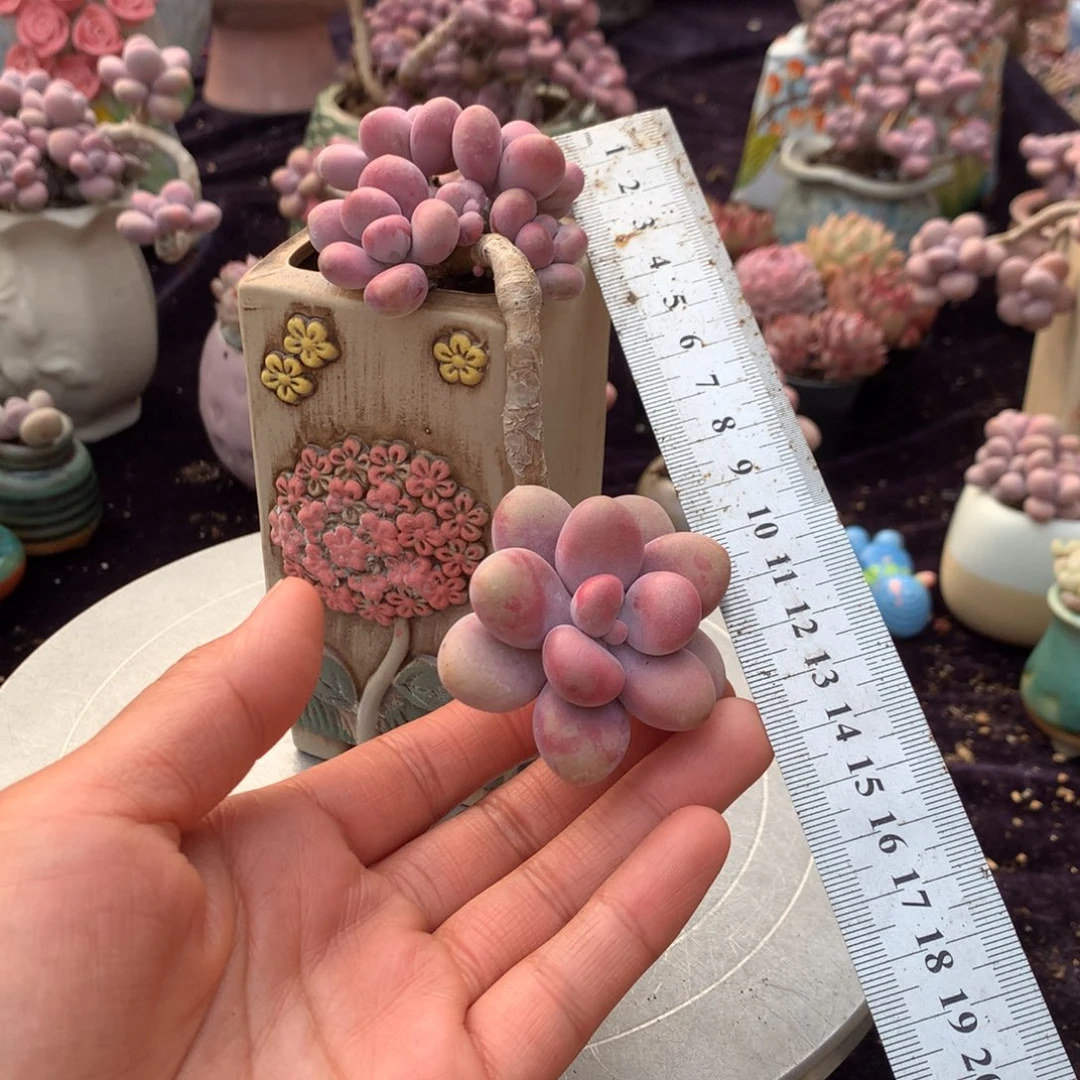 2号不带盆偏远的不包邮的
