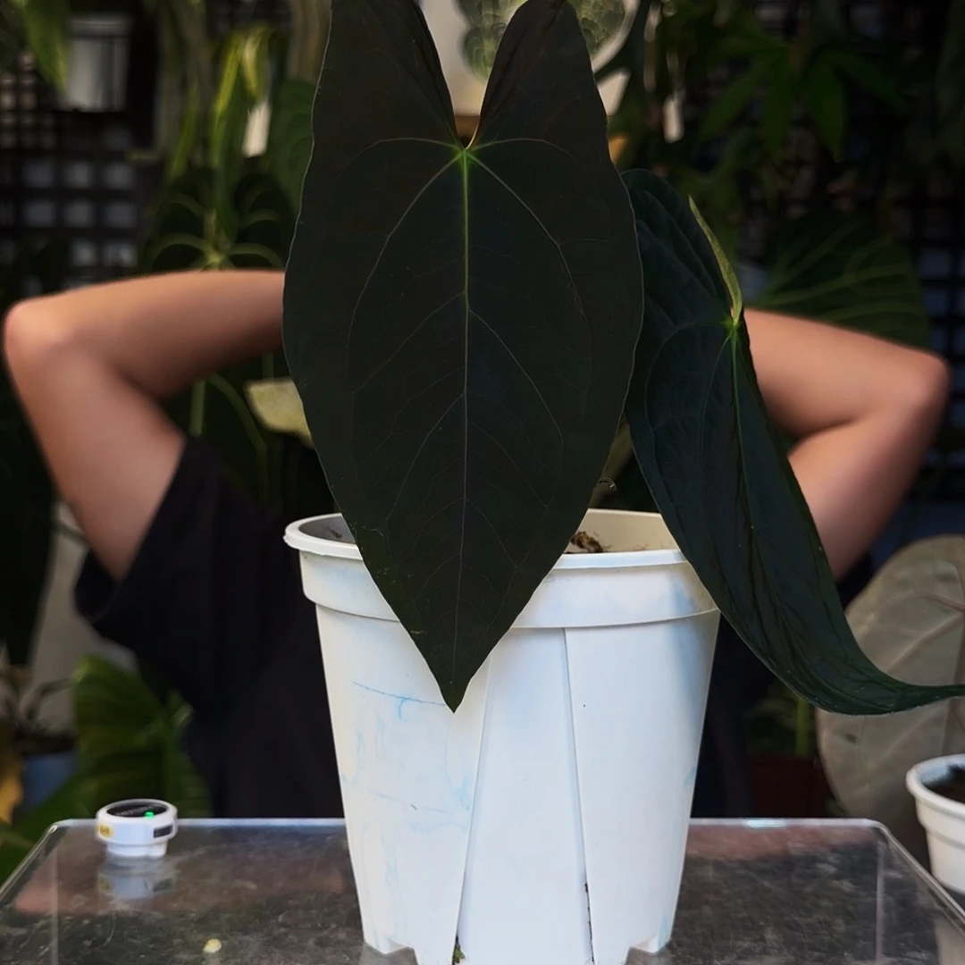 不开花植物E10papigarden