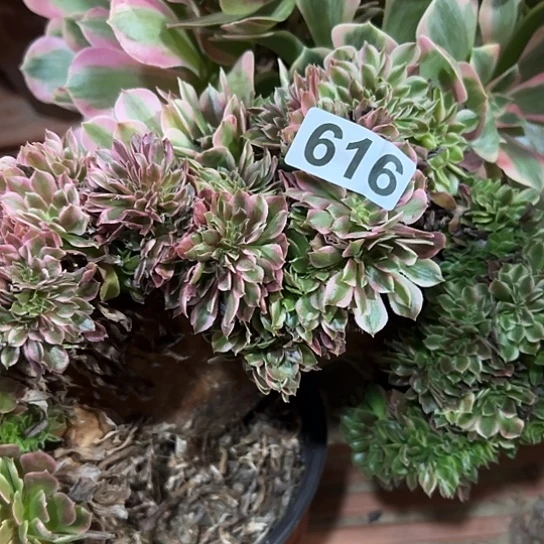 常***青多肉植物一种女巫微瑕616