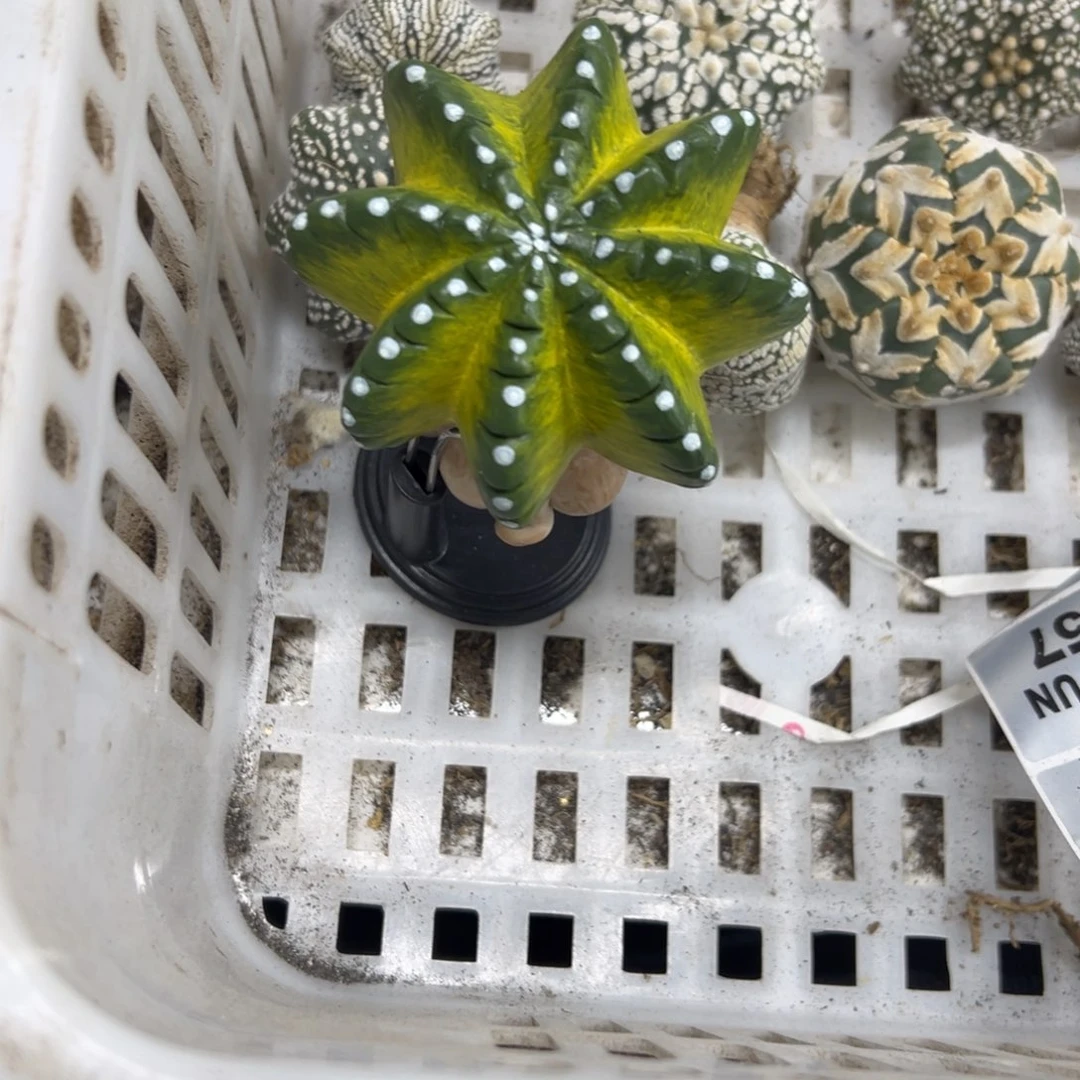 S254号摆件仙人球