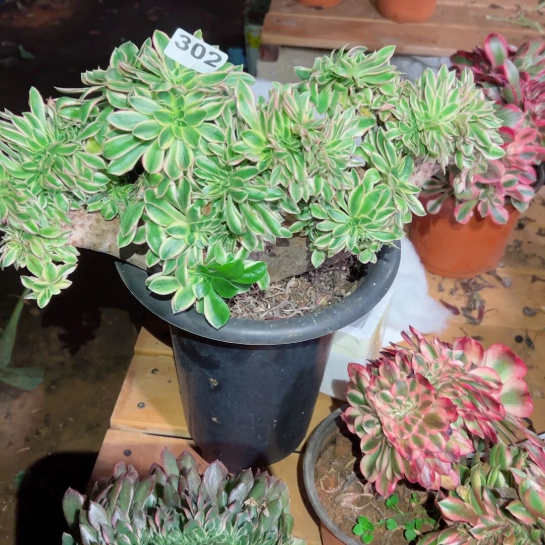 302 号多肉法师新年福利