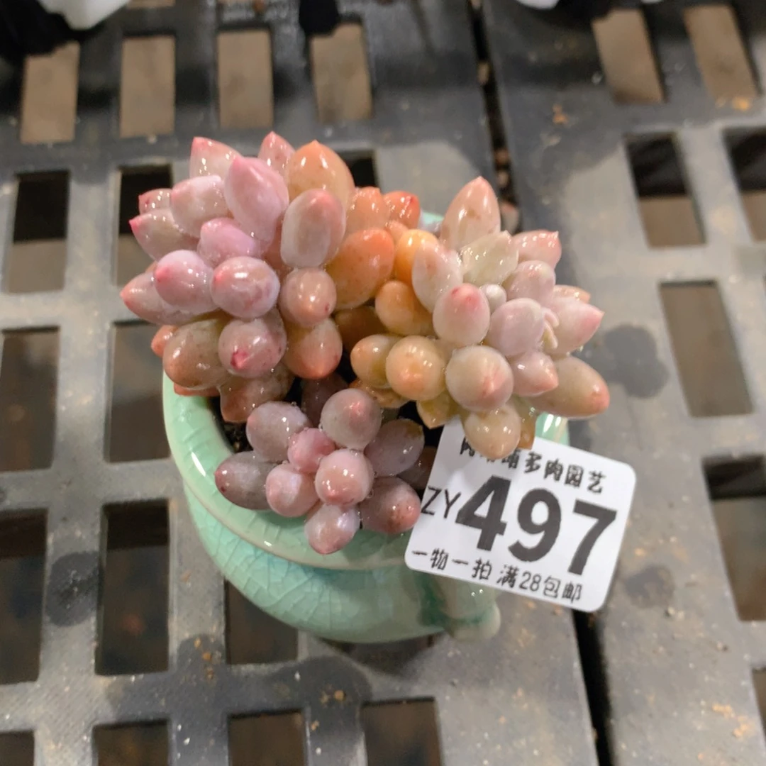 肉萌萌拇指盆精控多肉ZY497