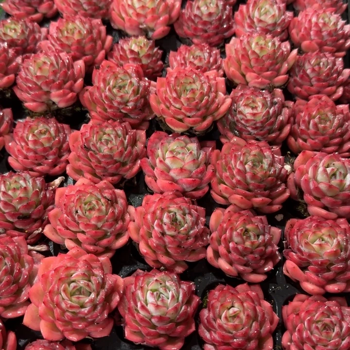 沙漠玫瑰。