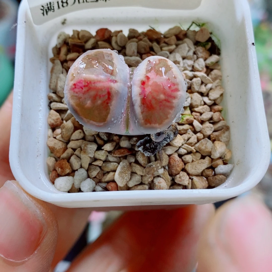 生石花花花花花花花321