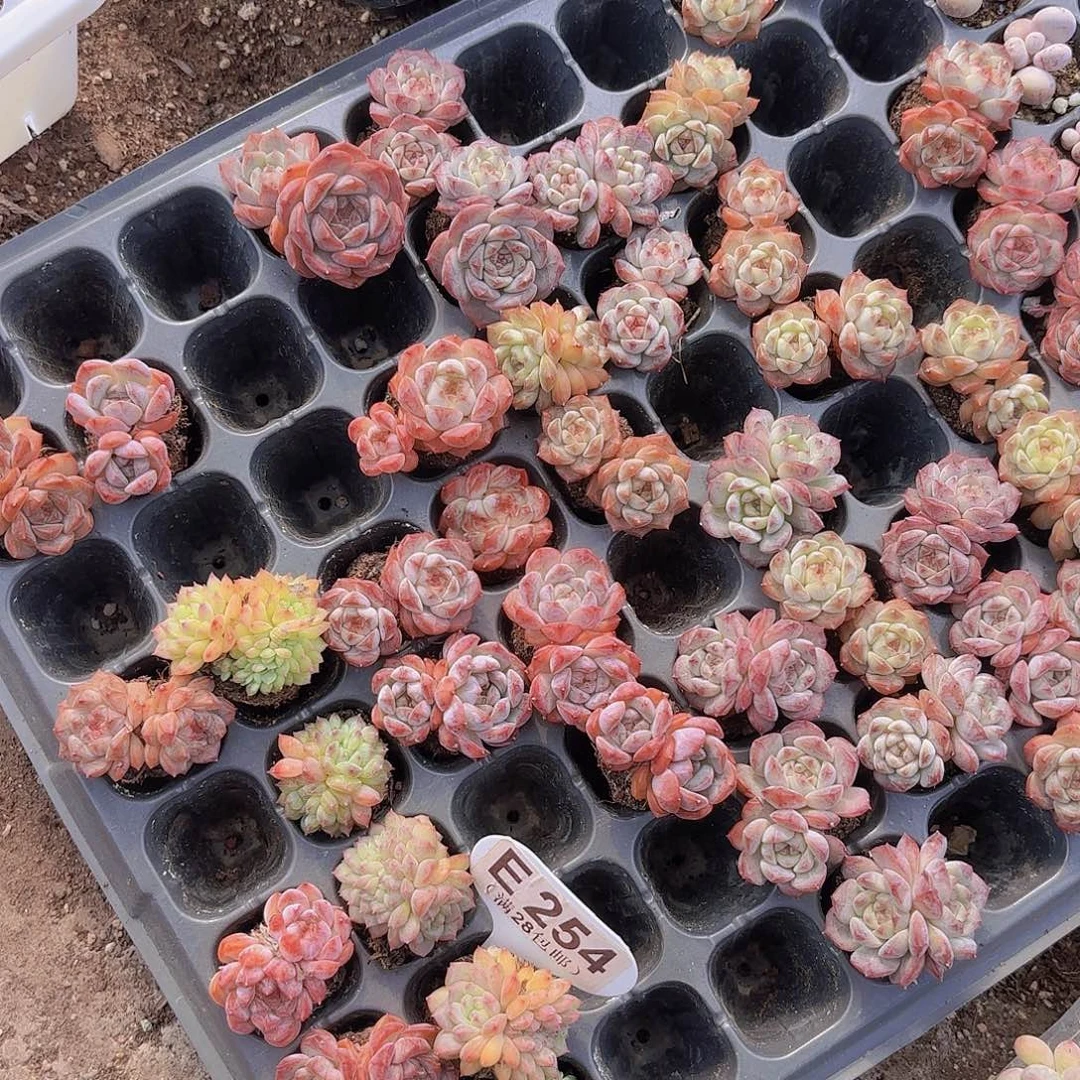 溏心老桩一颗量拍111