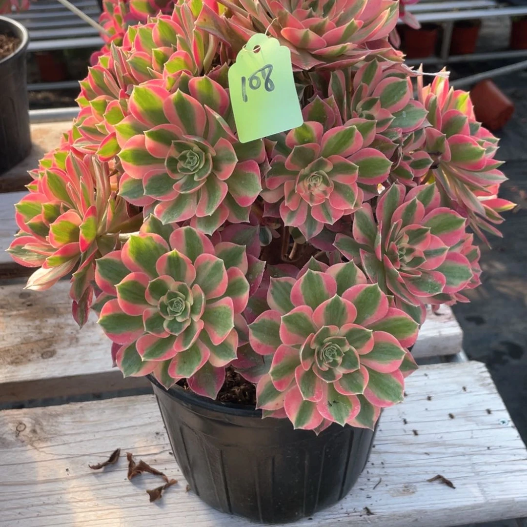 粉女巫老桩手捧108