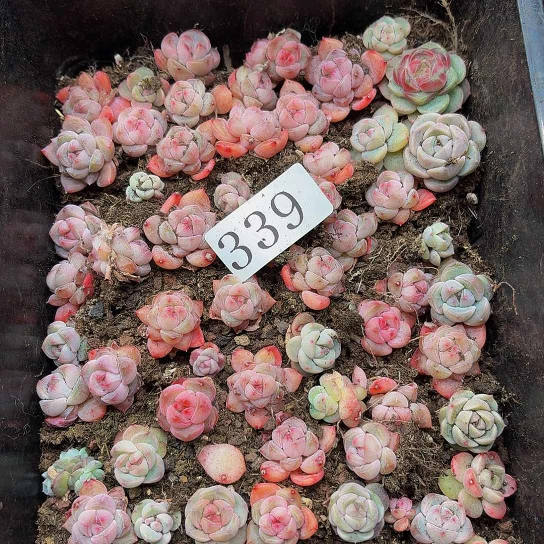 转***喔多肉植物多肉植物339