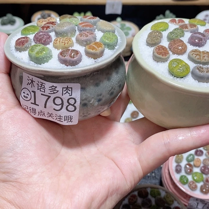 精美盆栽 一物一拍 1798