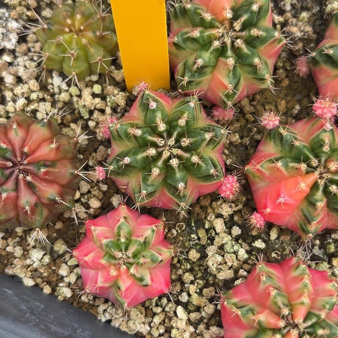 113-0930泰国发货多肉四月