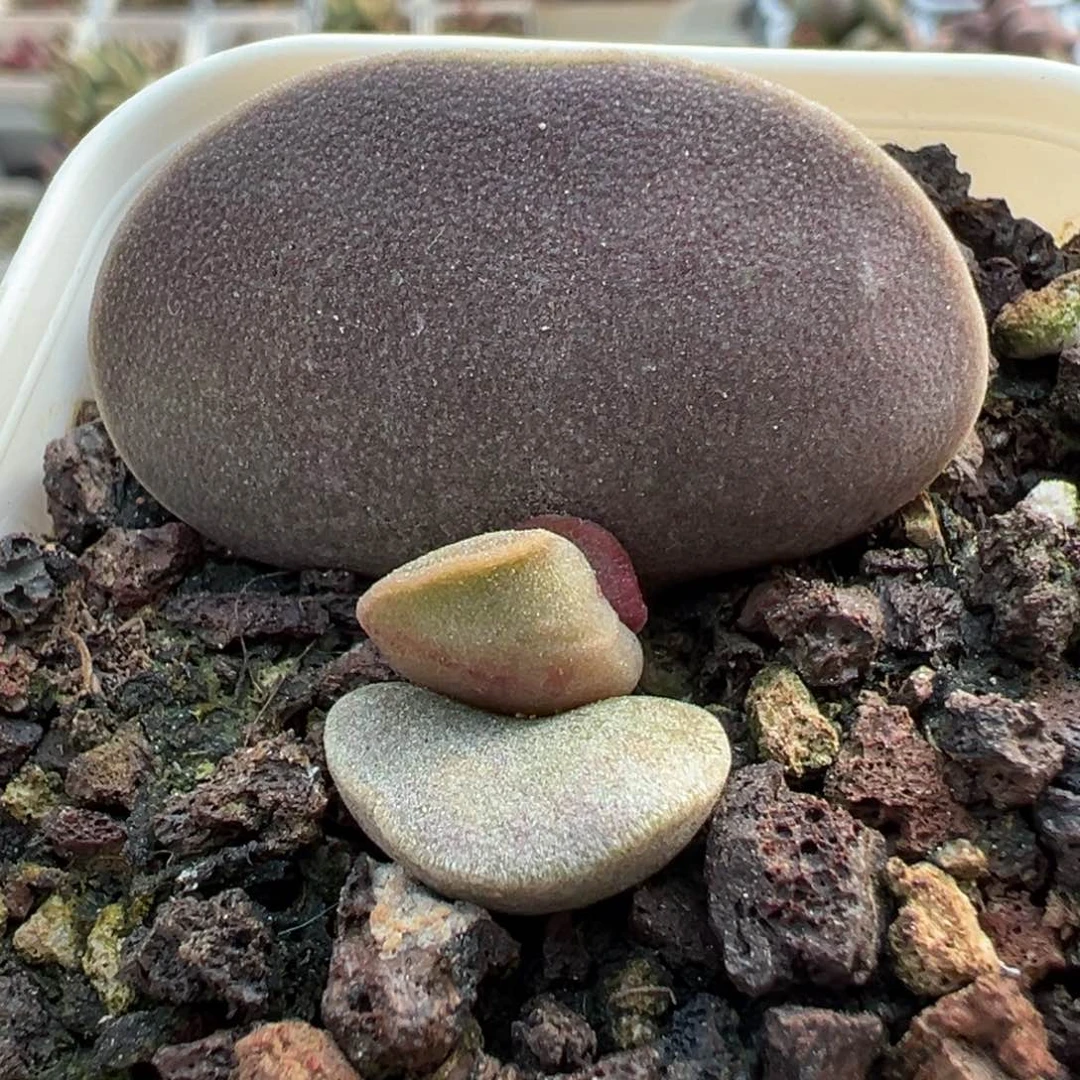 全紫花蛋多肉植物水泡