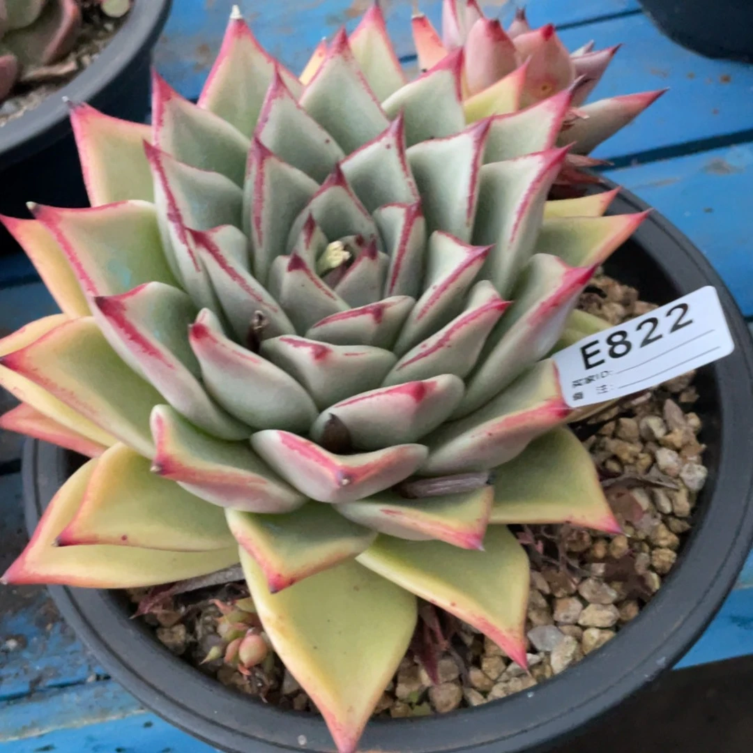 无花朵若如东云组拍E822