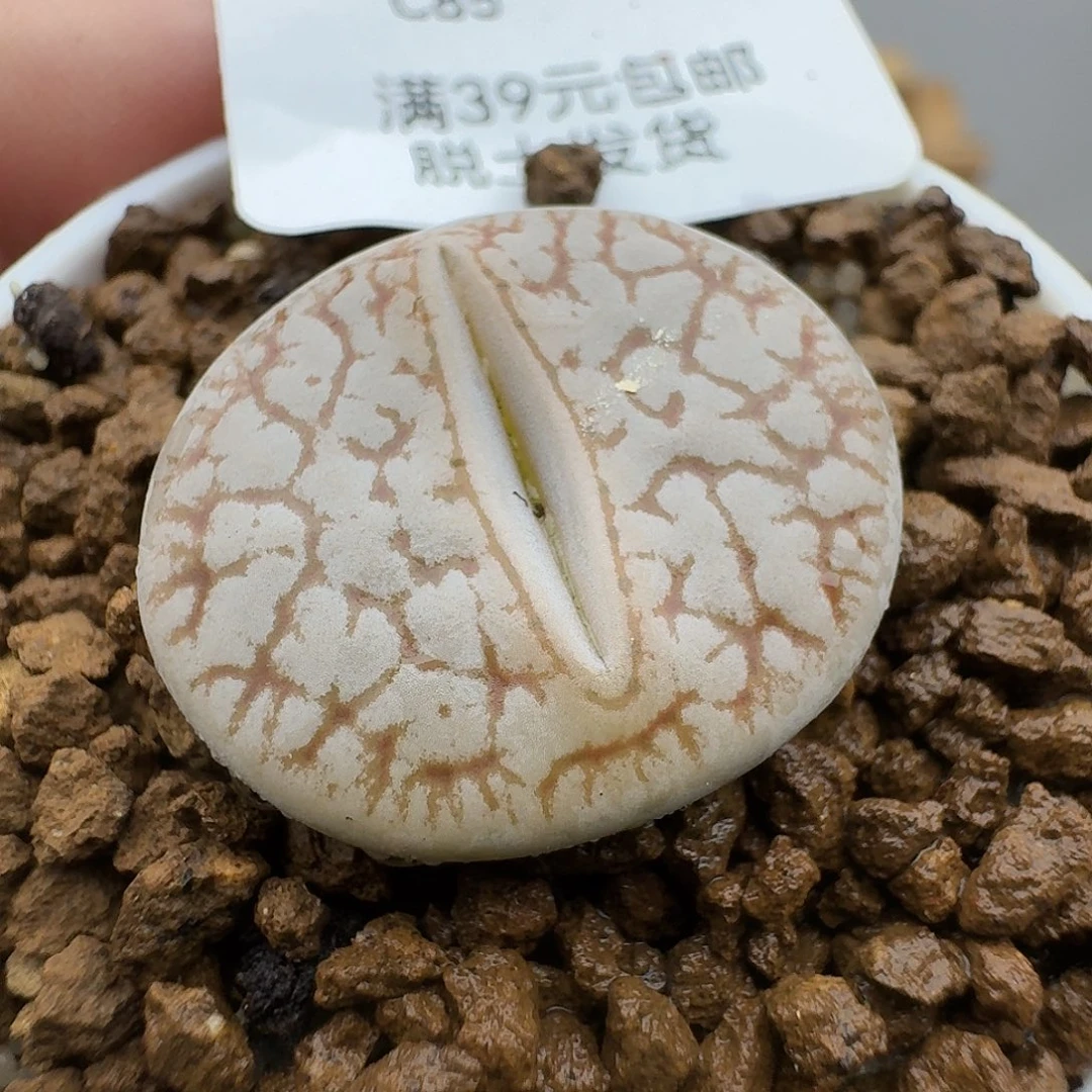 85多肉哈哈哈哈哈哈哈哈