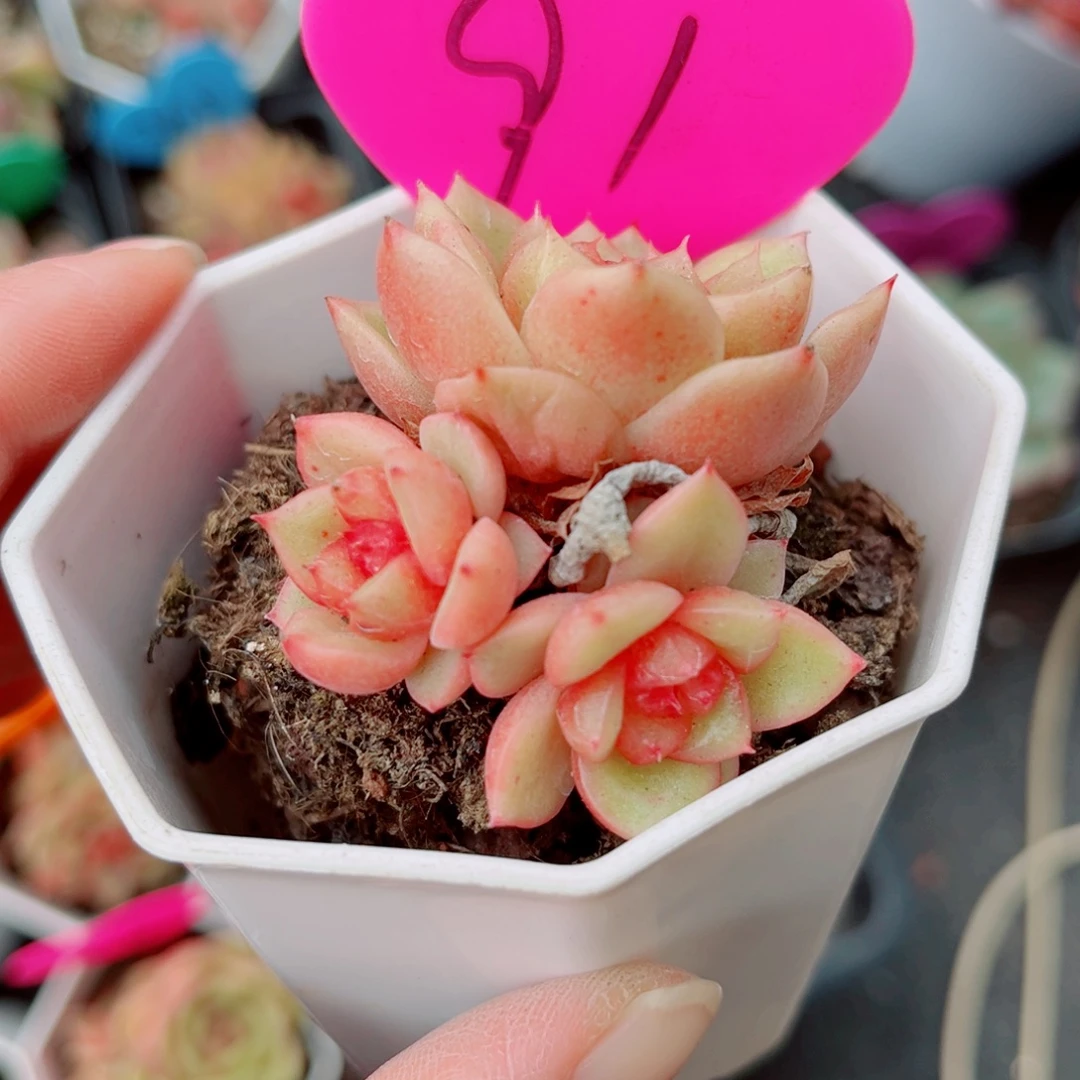 91号小老桩珍妮群