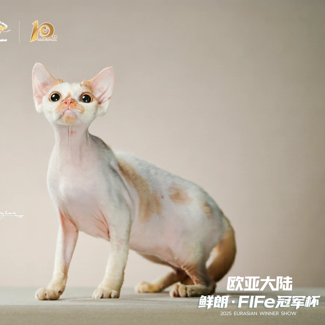 赛级德文卷毛猫红白梵色妹妹9个月