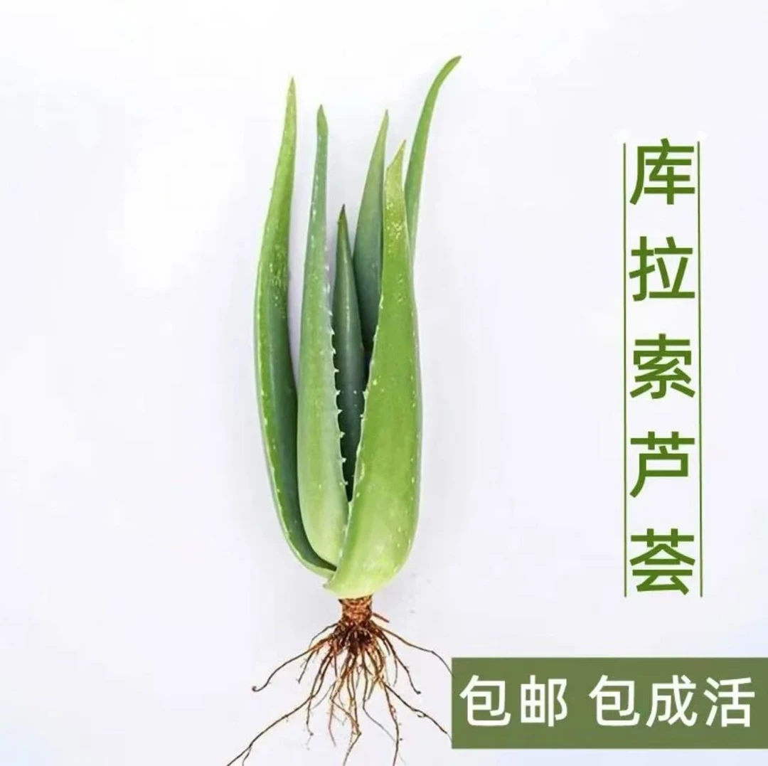 库拉索芦荟盆栽能灌肤美容的绿色花卉植物