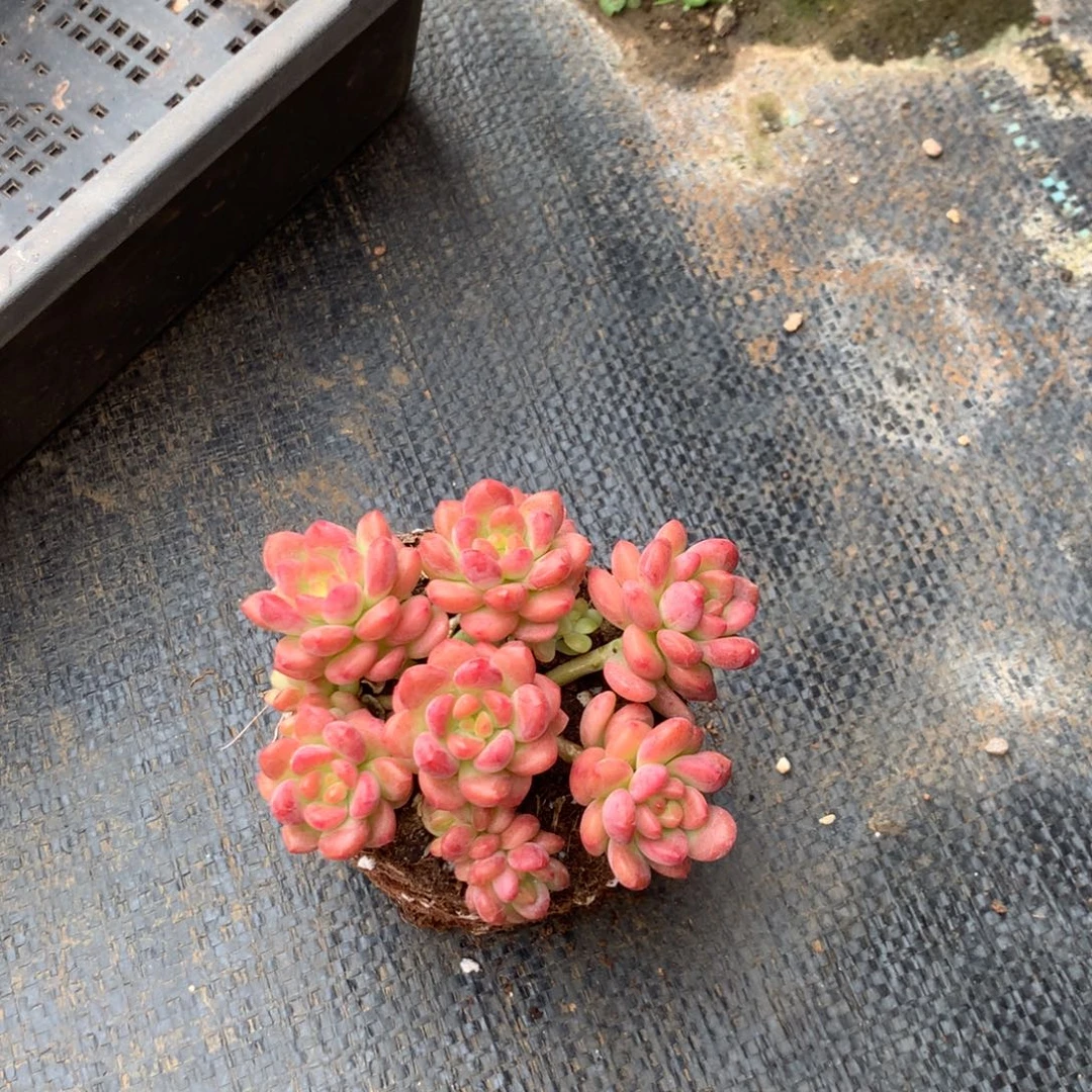 ****️我们的产品也越来越难做到