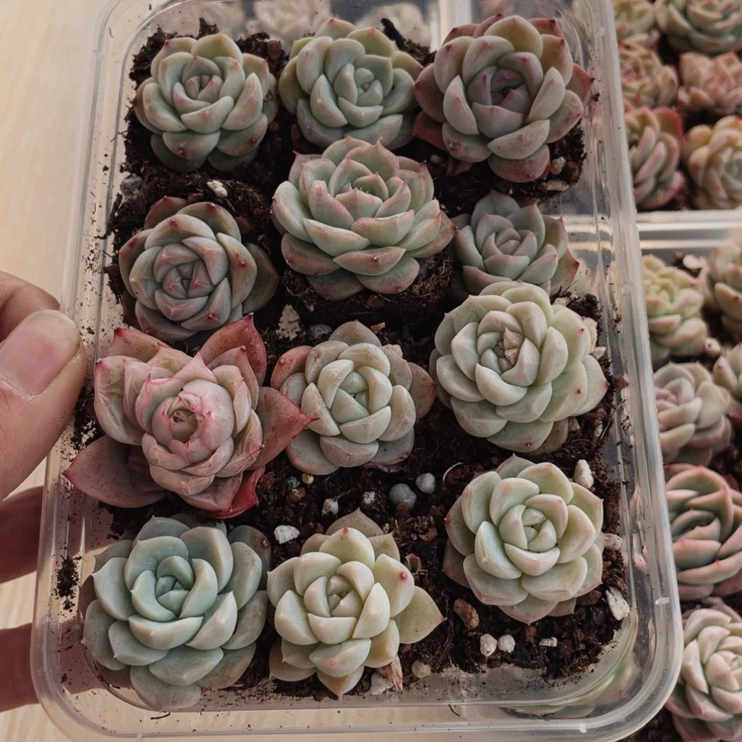 哈****啊让普通中小学组图天43