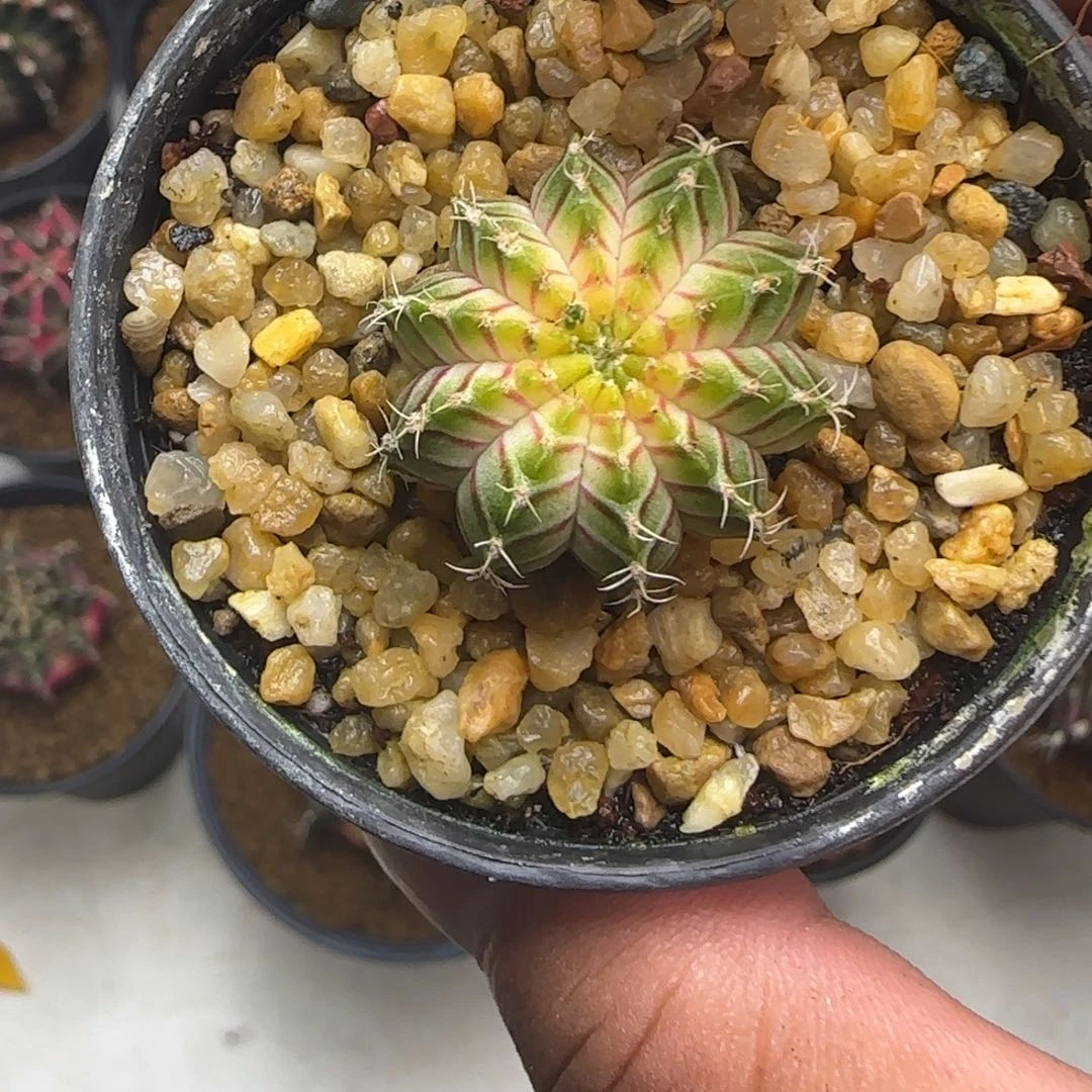 109-1229泰国发货多肉