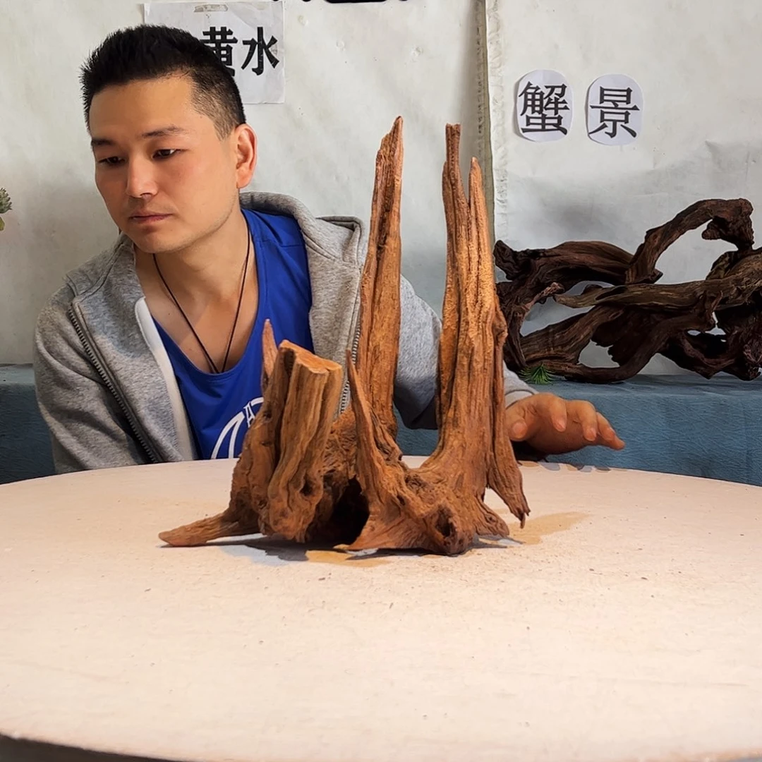 沉木造景爬宠造景