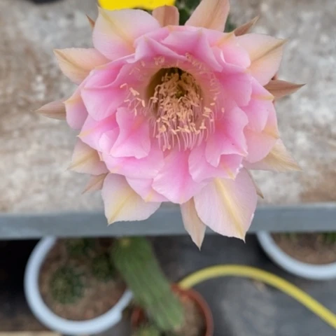 无花朵87号摘花脱土发货