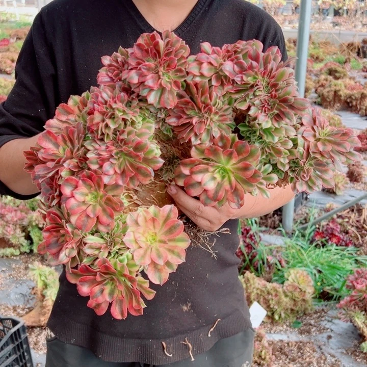 红袖醉话9号多肉法师