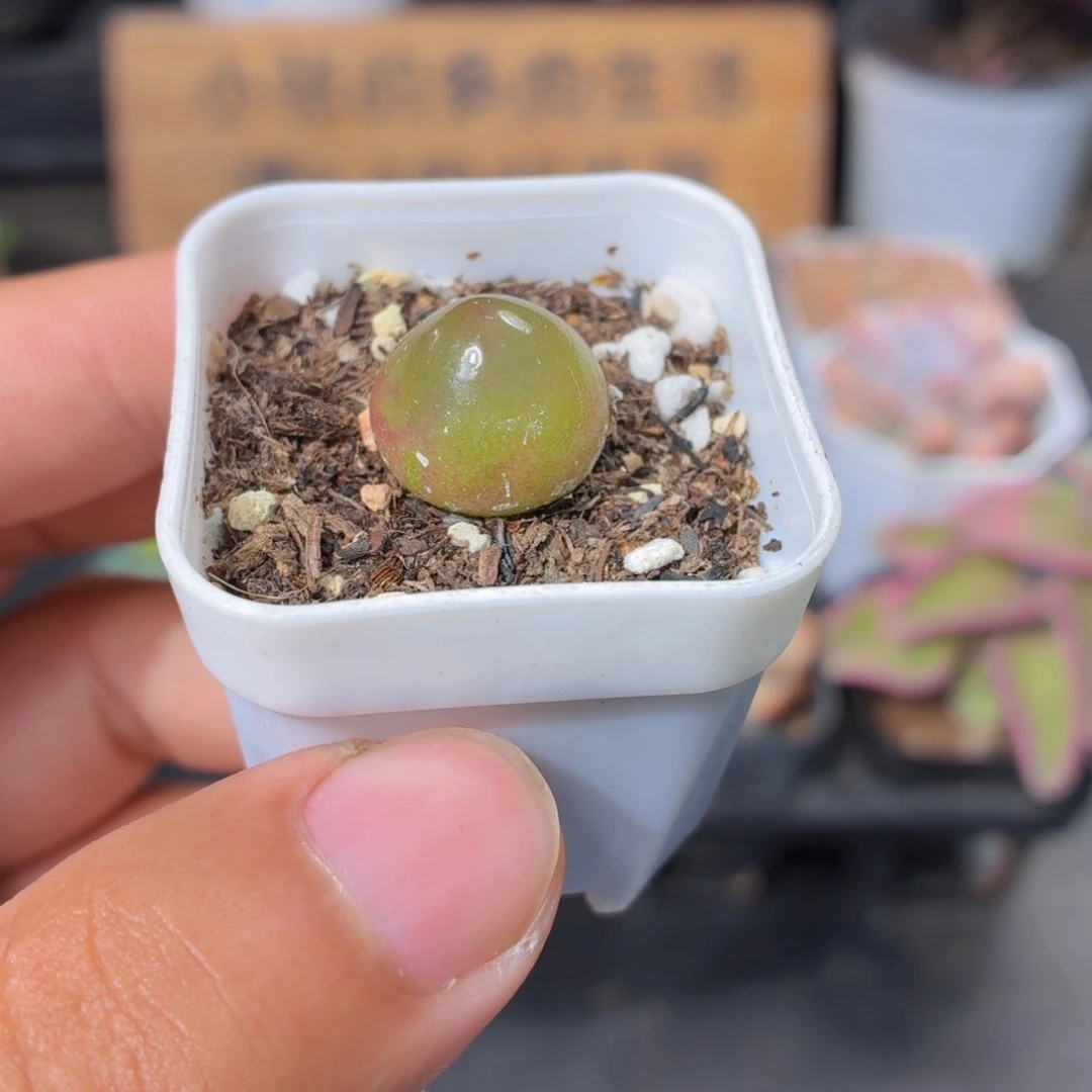 灯泡多肉9.9包邮发货