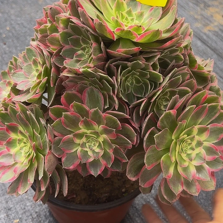 多肉植物福利吧售后636
