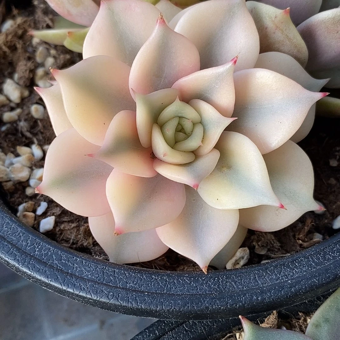 贝加尔湖锦一物一拍