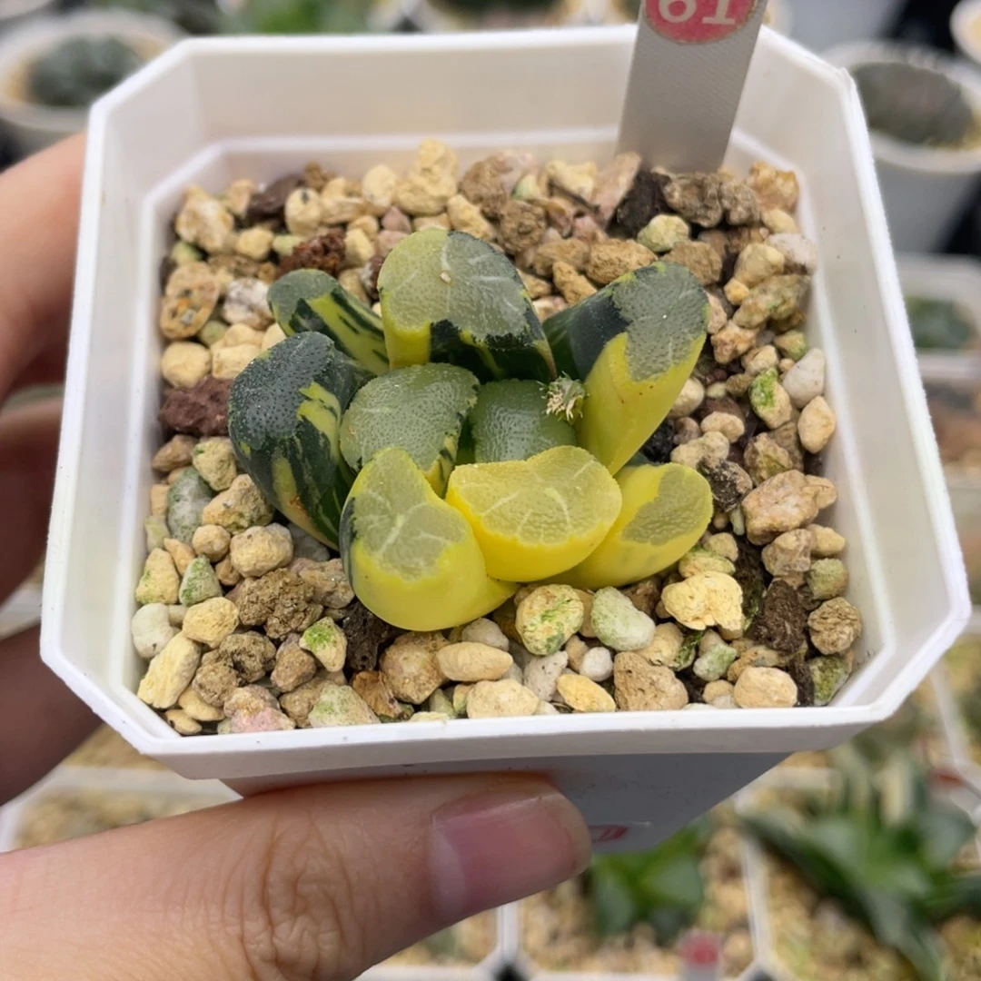 小蔡的菜园 61 万象锦