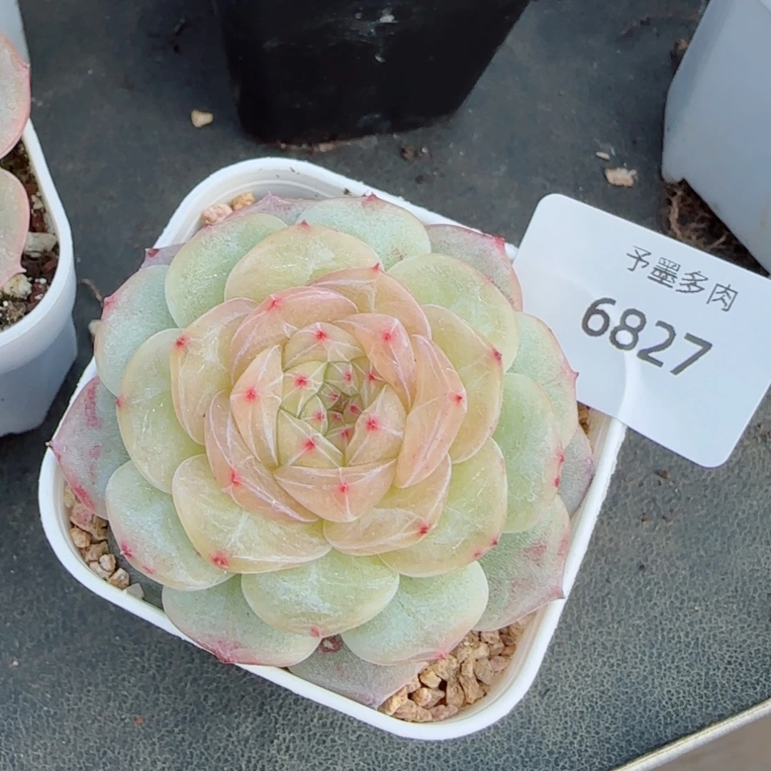 白玉珍妮，6827多肉植物