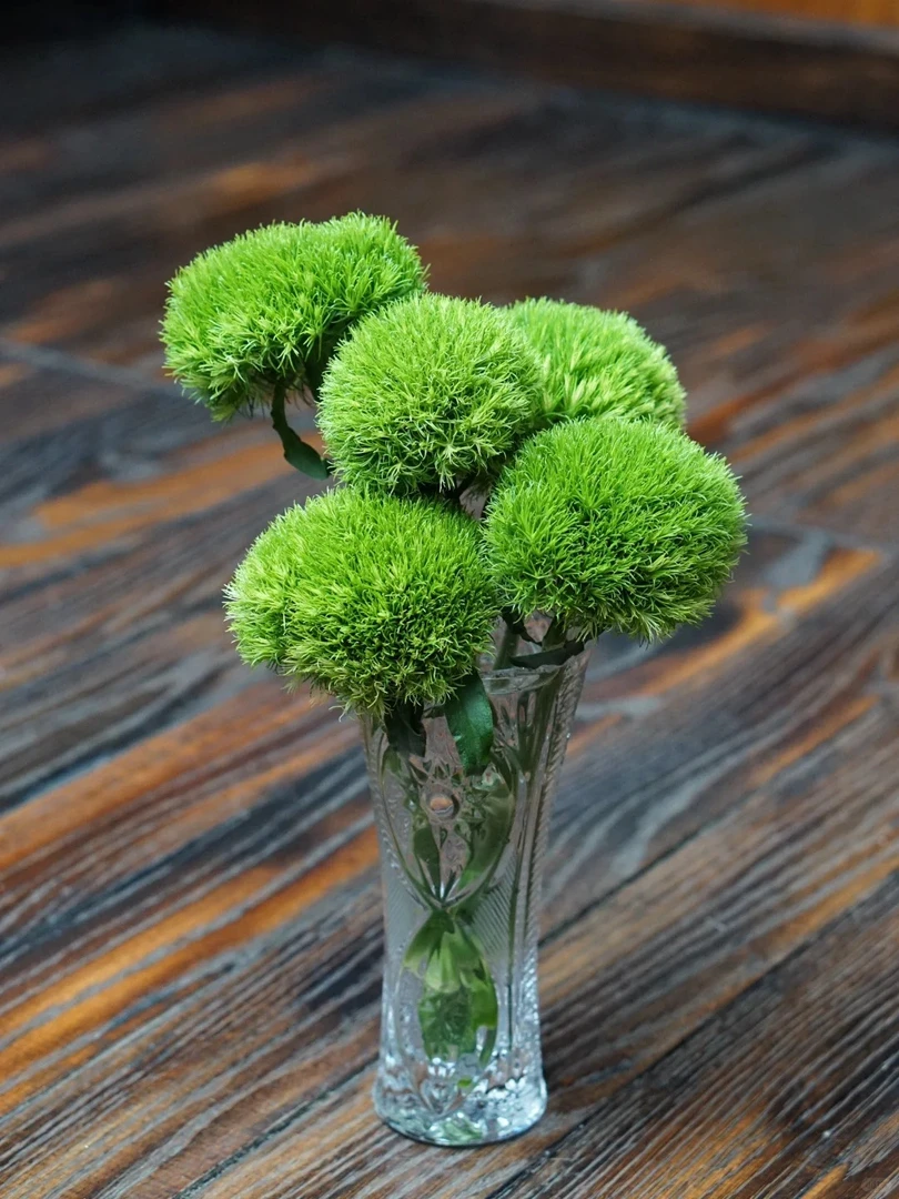 【绿毛球】5枝精选品质  明天送达