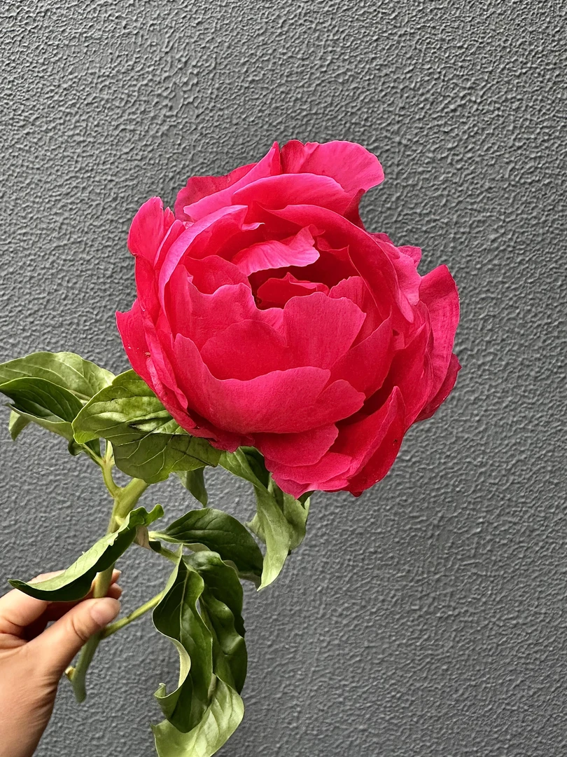 【宝拉仙子-芍药花苗】重瓣芍药花苗带芽四季开花阳台庭院盆栽