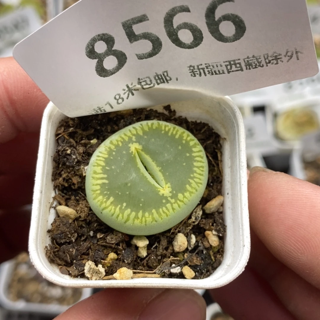 8566。